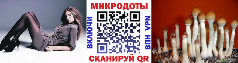 Купить Балтийск Псилоцибиновые грибы MAGIC MUSHROOMS
